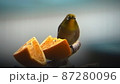 柑橘類を食べるメジロ 87280096