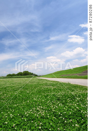 初夏のシロツメクサ咲く江戸川河川敷風景 87280286