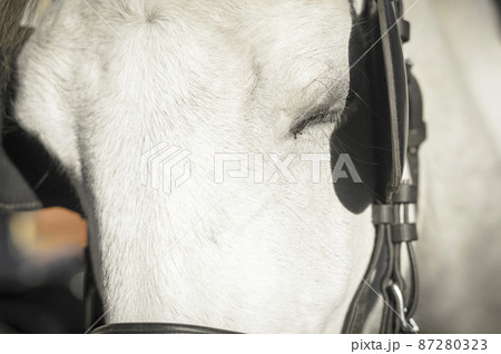 イタリア　フィレンツェ　ヨーロッパ　スナップ 87280323