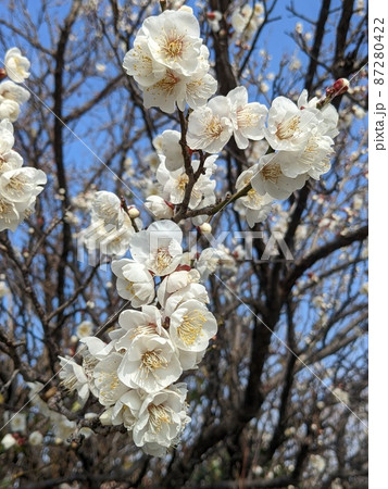 二月の寒い日に美しく可憐に咲く白い梅の花のクローズアップ 二月の寒い日に美しく可憐に咲く白い梅の花のクローズアップ 87280422