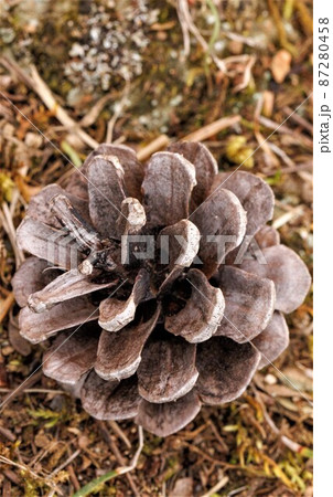 松ぼっくり 87280458