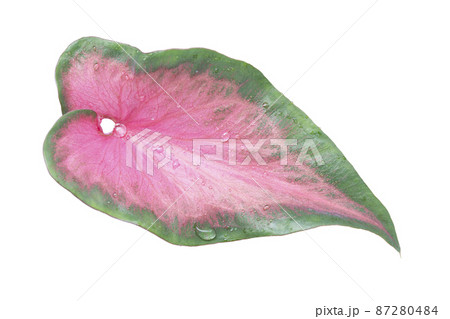 Caladium bicolor leaf isolated on white background with clipping path included 87280484
