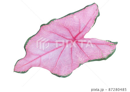 Caladium bicolor leaf isolated on white background with clipping path included 87280485