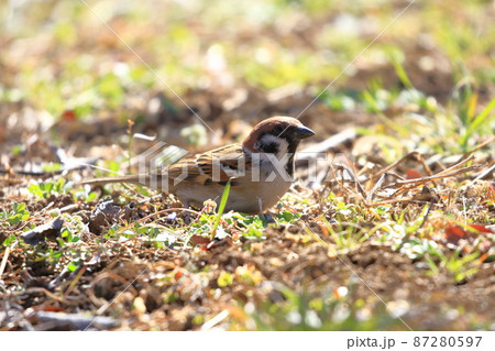 地面でエサを探すスズメ 地面でエサを探すスズメ 87280597