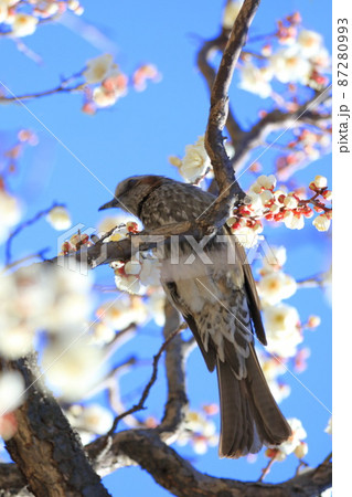 冬至梅（トウジバイ）の蜜を吸うヒヨドリ  87280993