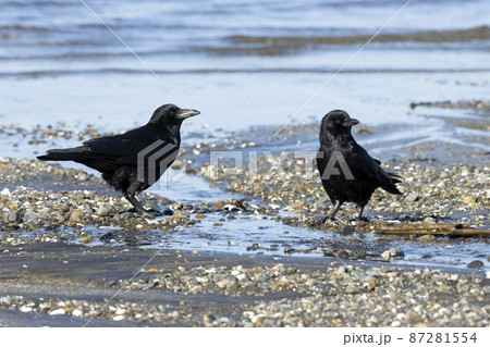 ハシブトガラス ハシブトガラス 87281554
