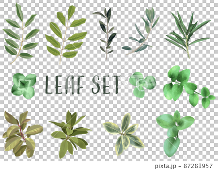 彩度低めのシックなリーフ・植物セット　線画無し　ベクター素材 87281957