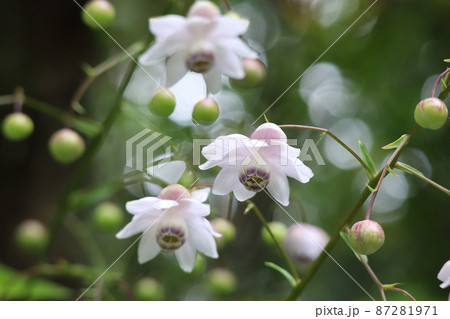 レンゲショウマ 87281971