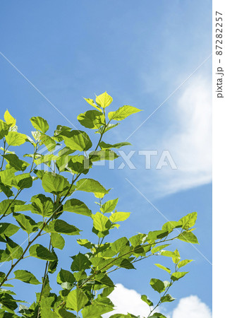 桑の葉 桑の葉 87282257