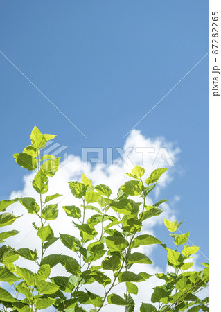 桑の葉 桑の葉 87282265