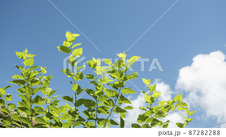 桑の葉 87282288