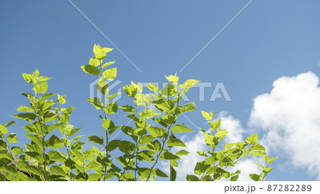 桑の葉 87282289