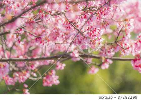 【春イメージ】満開のおかめ桜 【春イメージ】満開のおかめ桜 87283299