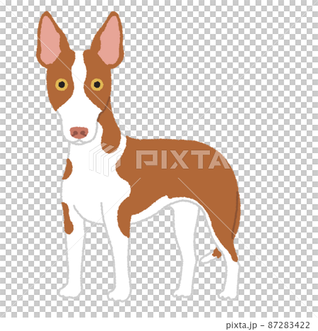 Ibizan Hound dog illustration Ibizan Hound dog illustration 87283422
