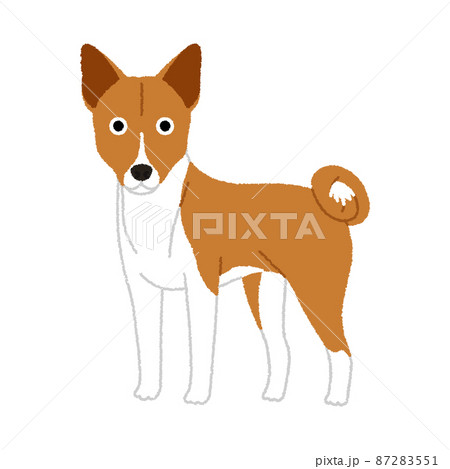 バセンジーの犬イラストのイラスト素材