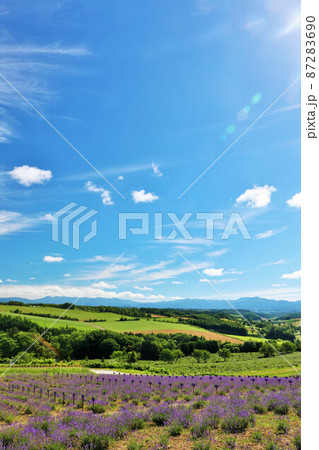 北海道　夏の青空とラベンダー畑 87283690