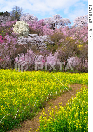 春 花見山公園 春 花見山公園 87283875