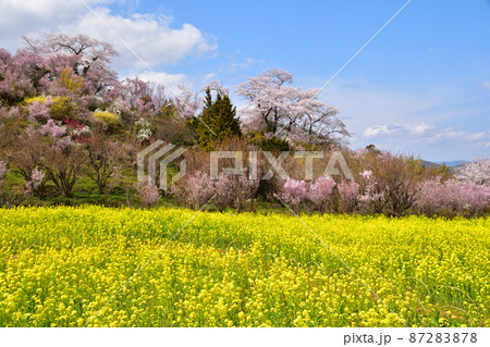 春 花見山公園 春 花見山公園 87283878