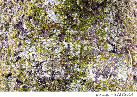 木に張り付くコケやカビ 87285014