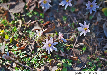白いユキワリイチゲの花(冬) 白いユキワリイチゲの花(冬) 87285022