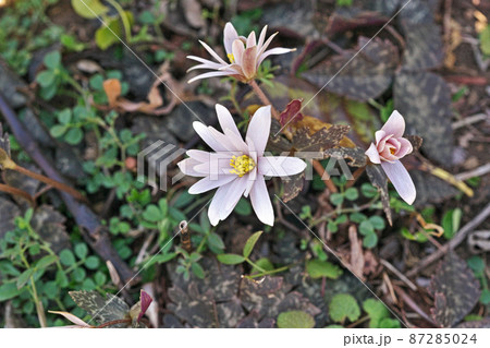 白いユキワリイチゲの花(冬) 白いユキワリイチゲの花(冬) 87285024