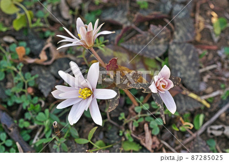 白いユキワリイチゲの花（冬） 87285025