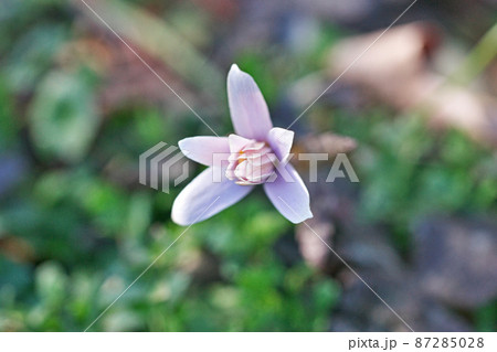 白いユキワリイチゲの花(冬) 白いユキワリイチゲの花(冬) 87285028