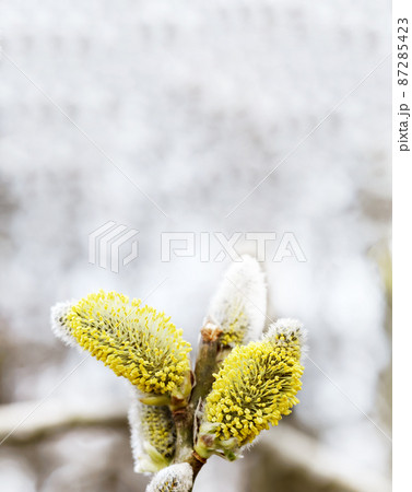 Verba fluffy. Trees bloom in the spring. The buds on the tree. 87285423