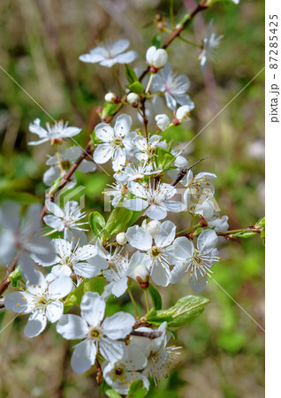 A white flower in close-up. A cherry blossom tree. Spring and unfolded flowers. 87285425