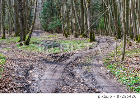 Forest trail. A road in the woods. A forest alley. 87285426