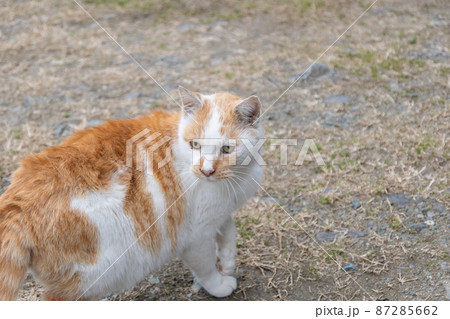 見つめる猫　茶白猫 87285662