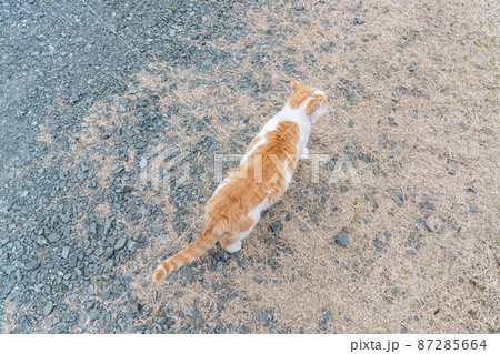 足もとに寄ってくる猫 茶白猫 足もとに寄ってくる猫 茶白猫 87285664