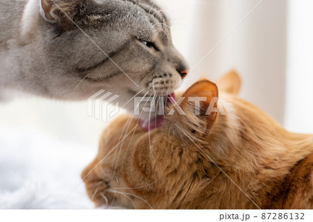 猫の愛情 87286132
