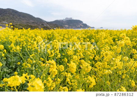 菜の花畑 87286312