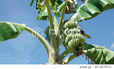 Banana fruit close up shot with blue sky background 87287053