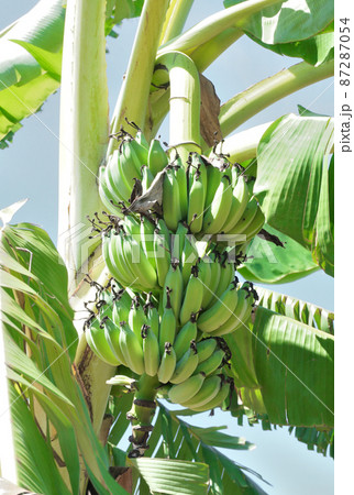 Banana fruit close up shot with blue sky background Banana fruit close up shot with blue sky background 87287054