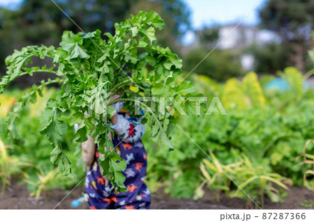 家族で芋掘り　薩摩芋　畑　収穫 87287366