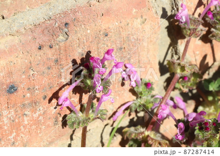 日本の冬の野原に咲くホトケノザのピンクの花 87287414