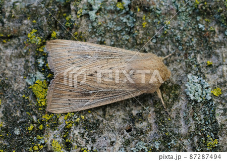 Detailed dorsal closeup of the obscure wainscot moth, Leucania obsoleta, on a piece of wood Detailed dorsal closeup of the obscure wainscot moth, Leucania obsoleta, on a piece of wood 87287494