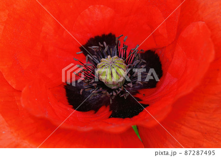 Detailed closeup of the inside of the flower of a red poppies, Papaver rhoas Detailed closeup of the inside of the flower of a red poppies, Papaver rhoas 87287495