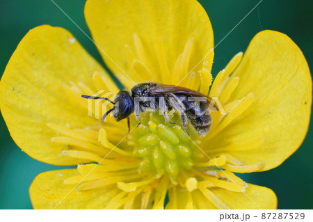 Closeup of a very small Lobe-spurred furrow bee, Lasioglossum pauxillum on a meadow buttercup, Ranuculus acris 87287529