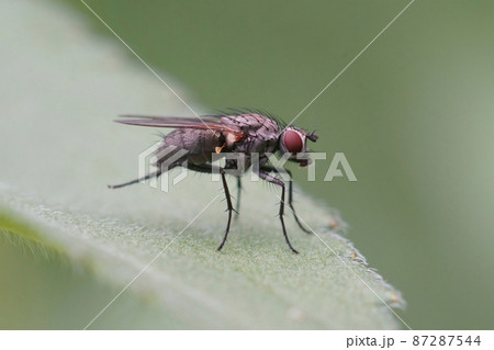Closeup of a black colored root maggot fly, Anthomyiidae species 87287544