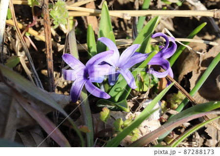 日本の冬の公園に咲く紫色の小さなヒヤシンスの花の写真素材 [87288173