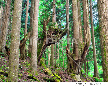 21世紀の森公園 株杉の森：岐阜県関市 87288490