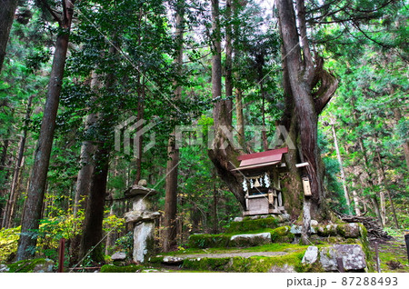 21世紀の森公園 株杉の森：岐阜県関市 87288493