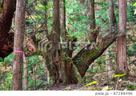 21世紀の森公園 株杉の森：岐阜県関市 87288496