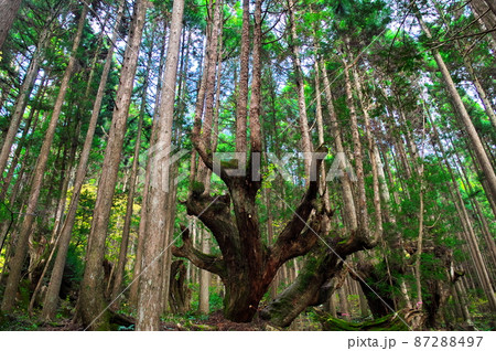 21世紀の森公園 株杉の森：岐阜県関市 87288497