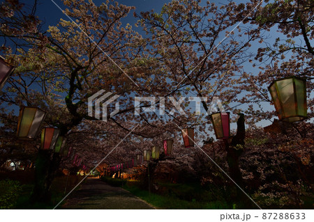 篠山城の桜の写真素材