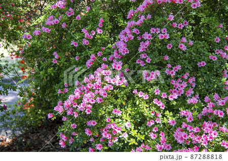 つつじ 87288818