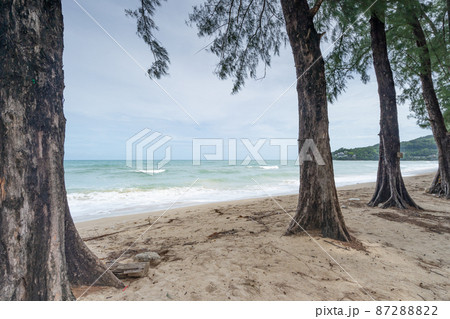 Phuket beach Summer beach with pine trees around in Phuket island Thailand, Beautiful tropical beach with blue sky background in summer season Copy space Phuket beach Summer beach with pine trees around in Phuket island Thailand, Beautiful tropical beach with blue sky background in summer season Copy space 87288822